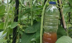 Kacang Buncis ala Biosaka