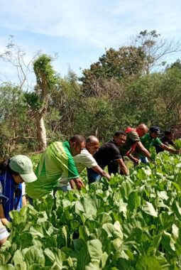 Panen Sayur Eco Enzyme di Bikomi Utara