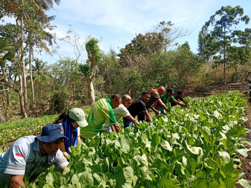 Panen Sayur Eco Enzyme di TTU