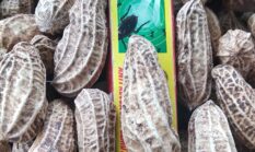 Kacang Tanah Besar dan Padat dengan Biosaka