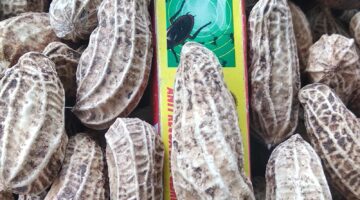 Kacang Tanah Besar dan Padat dengan Biosaka