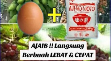 Racikan Pupuk Booster Alami, Rahasia Cepat Perangsang Bunga dan Buah