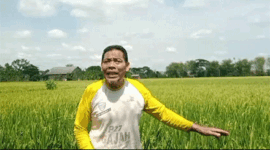 Mujianto Petani Padi di Bojonegoro, Jawa Timur