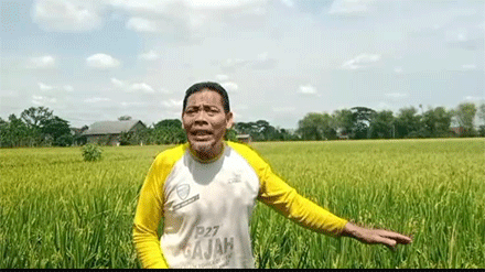 Mujianto Petani Padi di Bojonegoro, Jawa Timur