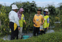Lahan cabai milik Sutino di Blitar.