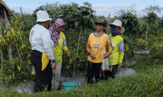 Petani Blitar Panen Cabai 104 Kg, Andalkan Biosaka dan Nlevel1 Tanpa Pestisida