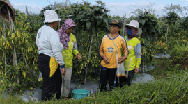 Lahan cabai milik Sutino di Blitar.