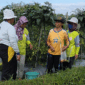 Lahan cabai milik Sutino di Blitar.
