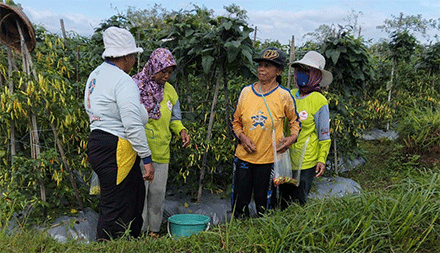 Lahan cabai milik Sutino di Blitar.