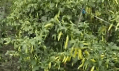 Pengakuan Tulus Seorang Petani Cabe  Blitar: Terimakasih Pak Ansar Ilmu Biosakanya