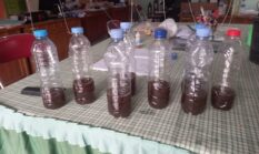“Selamat Tinggal Pestisida! Parfum Urine Jadi Senjata Baru Petani Lawan Hama”
