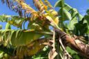 Pisang diserang penyakit layu fusarium.