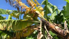 Pisang diserang penyakit layu fusarium.
