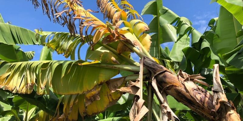 Pisang diserang penyakit layu fusarium.