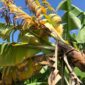 Pisang diserang penyakit layu fusarium.