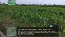 Tanaman jagun milik Ngabdi di Rantau Rasau Jambi.