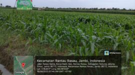 Tanaman jagun milik Ngabdi di Rantau Rasau Jambi.
