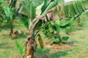 Pohon PIsang diserang penyakit.