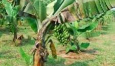 Pohon PIsang diserang penyakit.