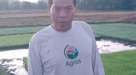 Mujianto Petani Padi Organik di Bojonegoro.