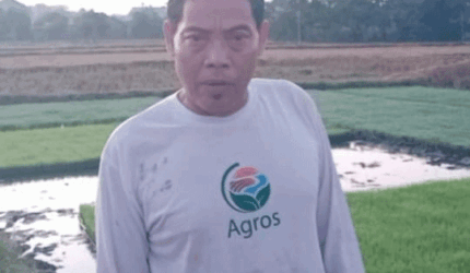 Mujianto Petani Padi Organik di Bojonegoro.