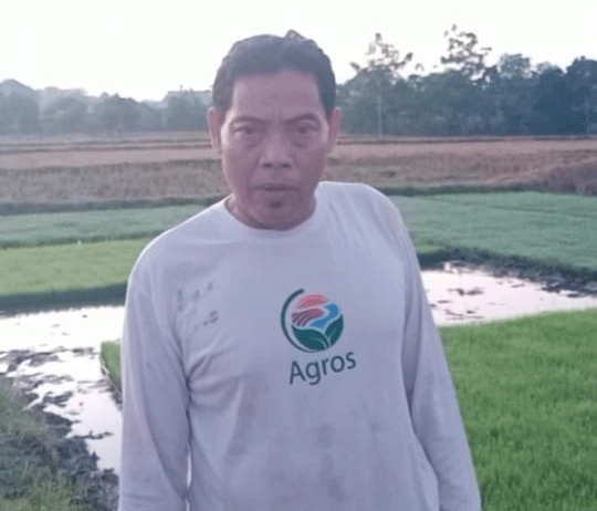 Mujianto Petani Padi Organik di Bojonegoro.