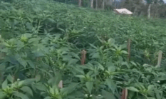 Mencegah Kerontokan Bunga dan Buah Secara Organik, Petani Wajib Tahu!
