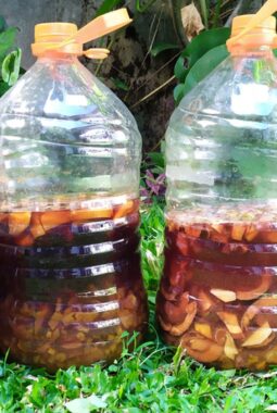 Dari Fermentasi Sederhana ke Revolusi Hijau: Sejarah Menakjubkan Eco Enzyme