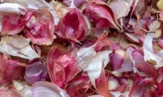 Kulit Bawang Merah sebagai Pestisida Nabati: Solusi Murah, Aman, dan Efektif untuk Pertanian Organik