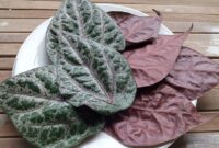 Ilustrasi daun sirih merah(Shutterstock/Bunda Nada)