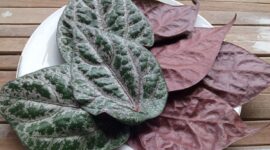 Ilustrasi daun sirih merah(Shutterstock/Bunda Nada)