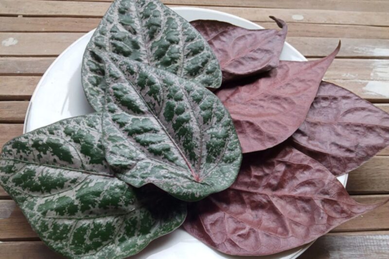 Ilustrasi daun sirih merah(Shutterstock/Bunda Nada)