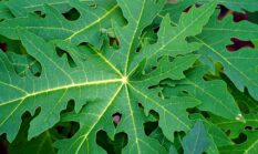 Ampuh dan Ramah Lingkungan: Begini Cara Membuat Pestisida Daun Pepaya