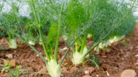 sumber foto: thehealthybelly.co