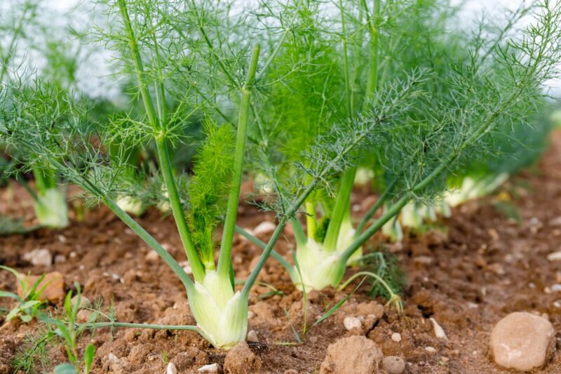 sumber foto: thehealthybelly.co