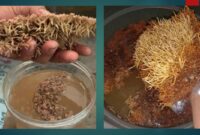 Oleh: Rosma Susiwaty Situmeang, S.P/POPT Ahli Pertama di BPP Banjar