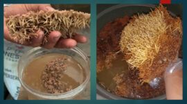 Oleh: Rosma Susiwaty Situmeang, S.P/POPT Ahli Pertama di BPP Banjar