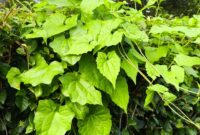 sumber foto: kebunrayaindrokilo.boyolali.go.id