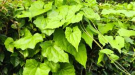 sumber foto: kebunrayaindrokilo.boyolali.go.id