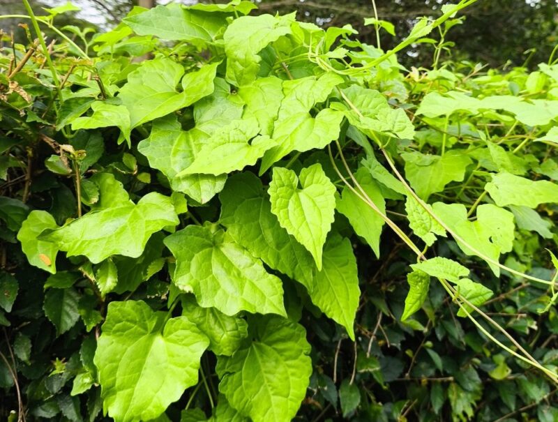 sumber foto: kebunrayaindrokilo.boyolali.go.id