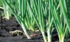 Efektivitas Jakaba dan Pupuk NPK terhadap Pertumbuhan dan Hasil Bawang Daun pada Tanah Aluvial