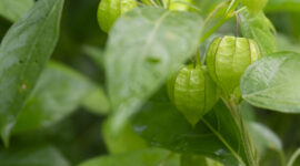 Physalis angulata, a fruit with the efficacy of treating various diseases such as diabetes and others