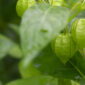 Physalis angulata, a fruit with the efficacy of treating various diseases such as diabetes and others