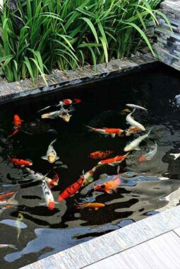 Pemanfaatan Agen Hayati pada Kolam Ikan: Menjaga Alam, Menyehatkan Ikan