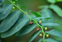 resep daun katuk via bisnisbandung.com