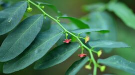 resep daun katuk via bisnisbandung.com