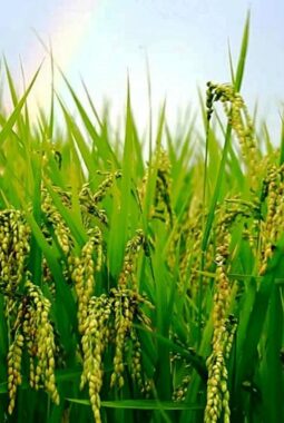 Agen Hayati: Sahabat Tak Terlihat yang Menjaga Keseimbangan Alam