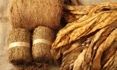 Tembakau: Dari Tanaman Kontroversial Menjadi Pestisida Alami yang Ampuh dan Ramah Lingkungan