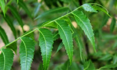 Cara Membuat Pestisida Alami dari Daun Mimba: Solusi Ampuh dan Ramah Lingkungan untuk Tanaman