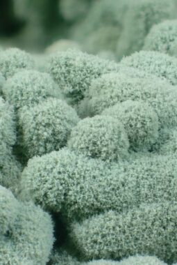 Mengembangbiakkan Trichoderma: Agen Hayati Penghambat Patogen dan Penyubur Tanah